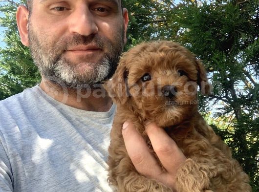 Birbirinden Güzel Toy Poodle görsel