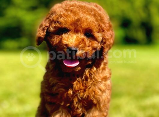 Çok Güzel Poodle Yavrular