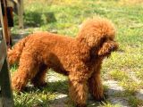 Hari̇ka Toy Poodle Yavrular