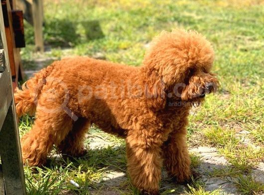 Hari̇ka Toy Poodle Yavrular görsel
