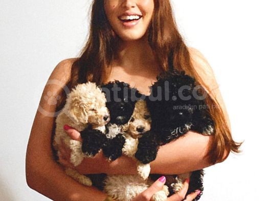 En Uygun Toy Poodle Yavrular görsel