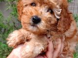 Çok Tatli Toy Poodle Yavrular