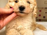 Toy Poodle Mi̇ni̇ Boy Di̇şi̇ Yavrumuz