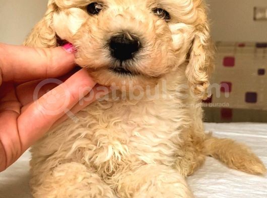 Toy Poodle Mi̇ni̇ Boy Di̇şi̇ Yavrumuz görsel