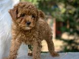 Birbirinden Güzel Toy Poodle