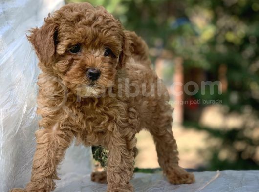 Birbirinden Güzel Toy Poodle görsel
