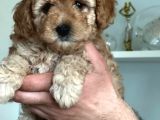 Hari̇ka Toy Poodle Yavrular