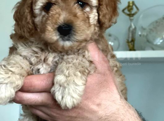 Hari̇ka Toy Poodle Yavrular
