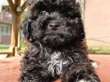 En Uygun Toy Poodle Bebekler Burada