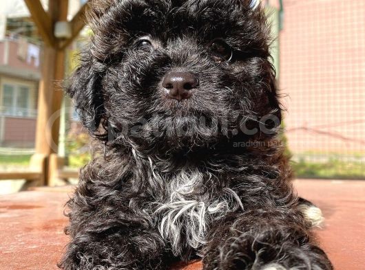 En Uygun Toy Poodle Bebekler Burada görsel