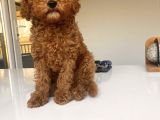 Red Brown Toy Poodle Erkek
