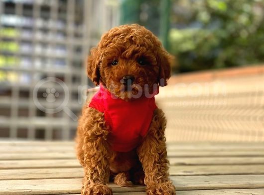 Anne Altindan Toy Poodle Yavrulari