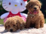Toy Poodle