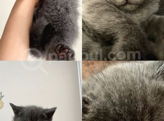 British Shorthair görsel