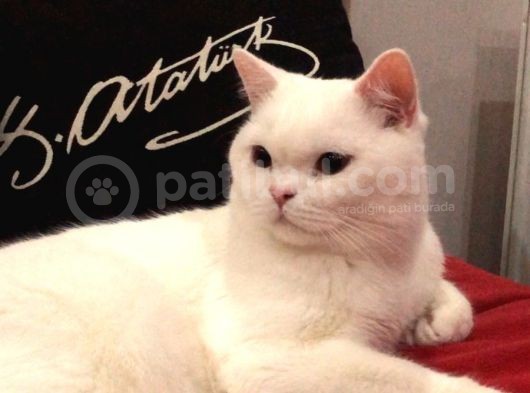 British Shorthair görsel