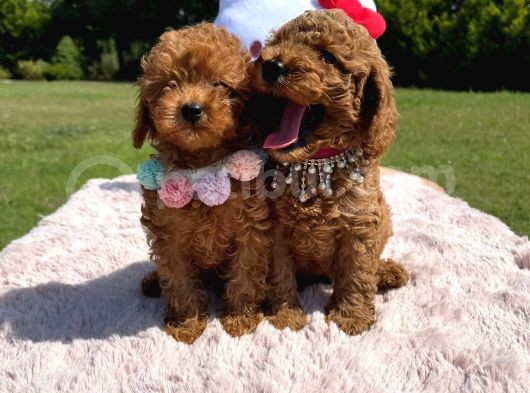 Toy Poodle