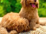 Toy Poodle Yavrular