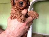 Toy Poodle