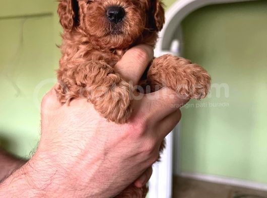 Toy Poodle görsel