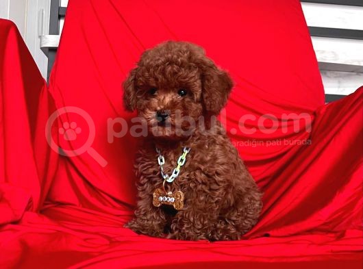 Safkan Toy Poodle görsel