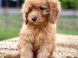 Red Brown Toy Poodle Erkek