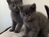 British Shorthair