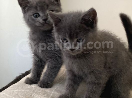 British Shorthair