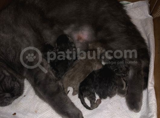 5 Günlük