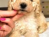 Toy Poodle Mi̇ni̇ Boy Di̇şi̇ Yavrumuz