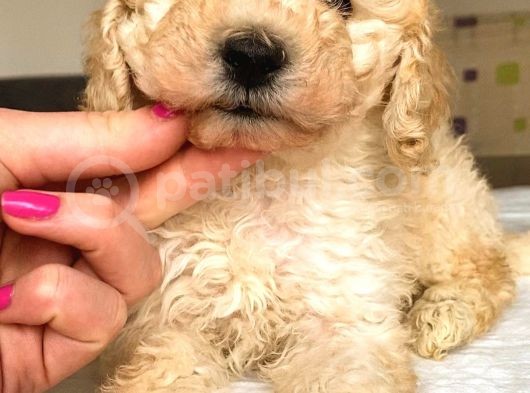Toy Poodle Mi̇ni̇ Boy Di̇şi̇ Yavrumuz görsel
