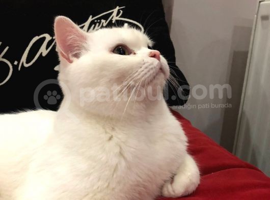 British Shorthair görsel