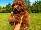 Çok Güzel Poodle Yavrular