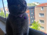 Aşıları Tam Erkek