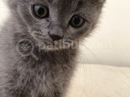 British Shorthair görsel