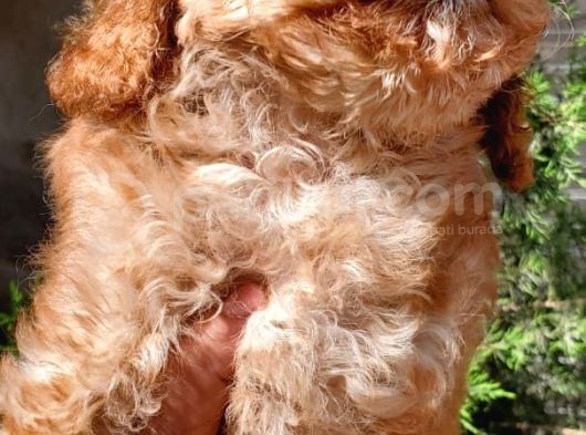 Çok Tatli Toy Poodle Yavrular görsel