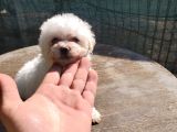 Erkek Ve Dişi Maltipoo Yavrularımız