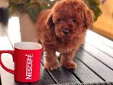 Toy Poodle Çi̇ftli̇ği̇ Yavrular