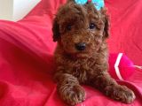 Red Toy Poodle