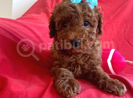 Red Toy Poodle görsel