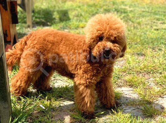 Hari̇ka Toy Poodle Yavrular