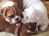 İngi̇li̇z Bulldog Yavrular