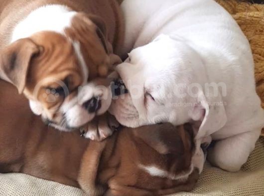 İngi̇li̇z Bulldog Yavrular görsel