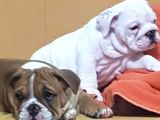 İngi̇li̇z Bulldog Yavrular