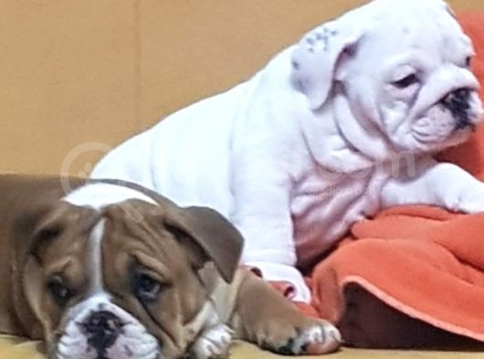 İngi̇li̇z Bulldog Yavrular görsel