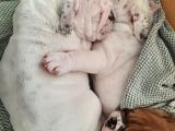İngi̇li̇z Bulldog Yavrular