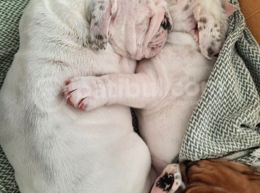 İngi̇li̇z Bulldog Yavrular görsel