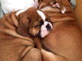 İngi̇li̇z Bulldog Yavrular