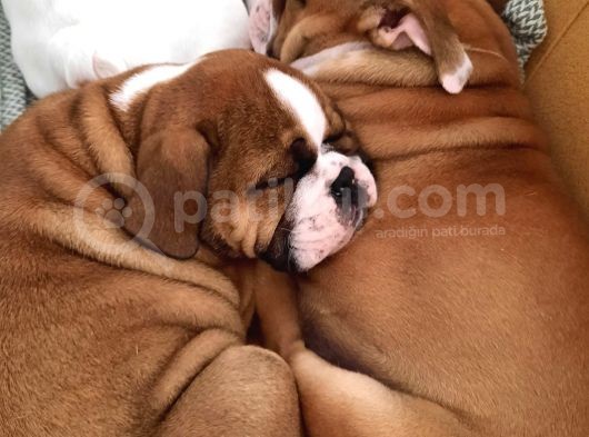 İngi̇li̇z Bulldog Yavrular görsel