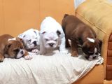 İngi̇li̇z Bulldog Yavrular