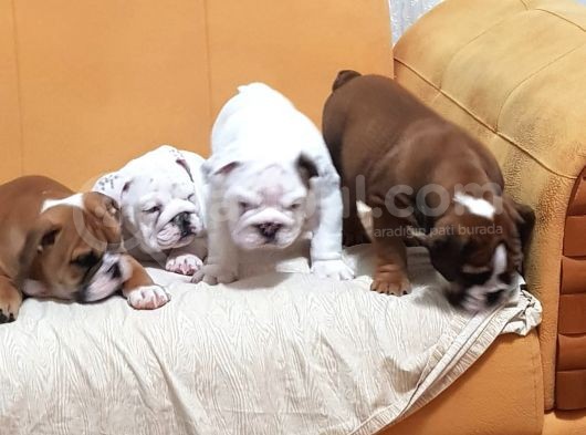 İngi̇li̇z Bulldog Yavrular görsel